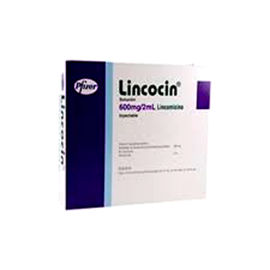LINCOCIN A 6 INY 2ML 600MG A